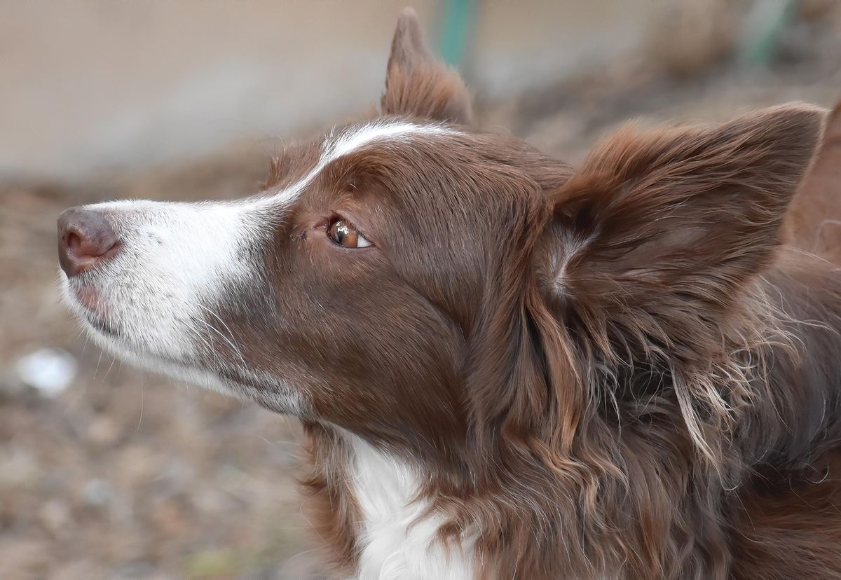 Dog training