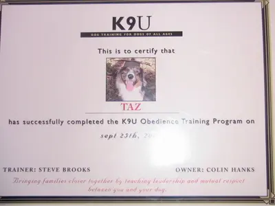 K9U training certificate for Colin Hanks' dog Taz